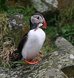 Puffin